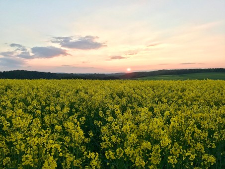 Rhineland-Palatinate