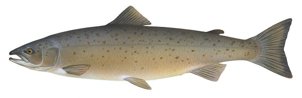 Atlantic salmon