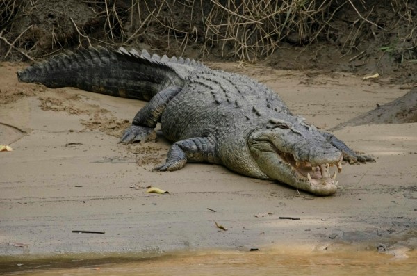 Crocodile