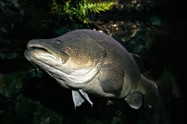 Murray cod