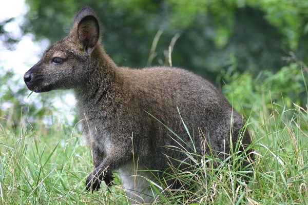 Wallaby