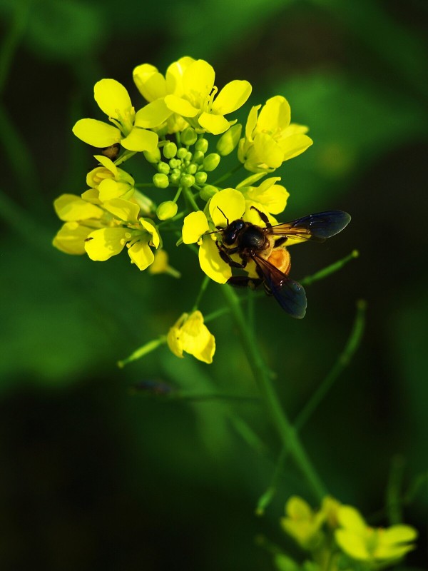 Chinese mustard