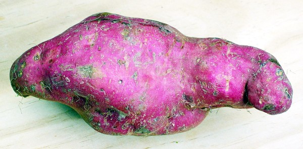 Kumara