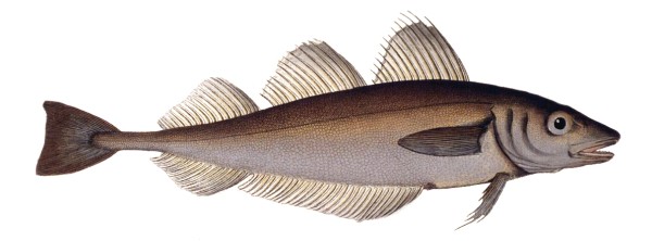 Whiting