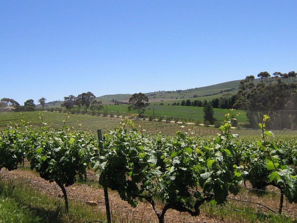 Clare Valley riesling