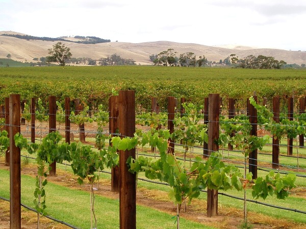 Barossa Valley wine