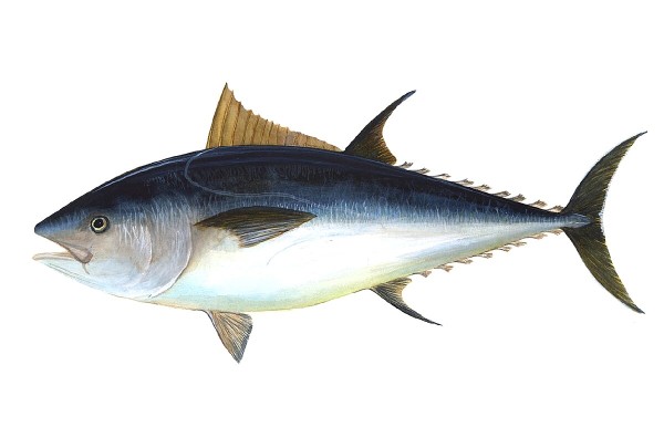 Bluefin tuna