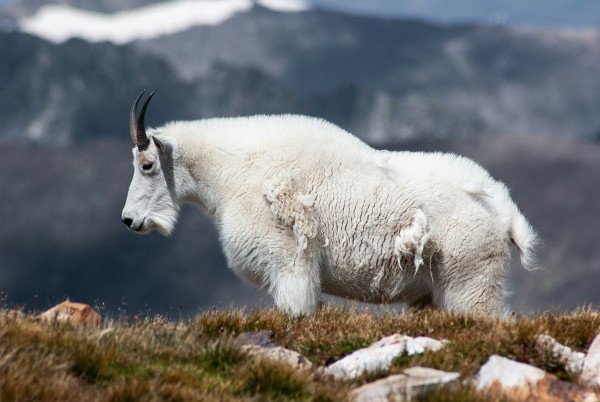 Mountain goat wine