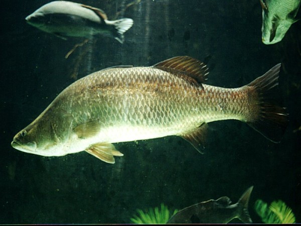 Barramundi