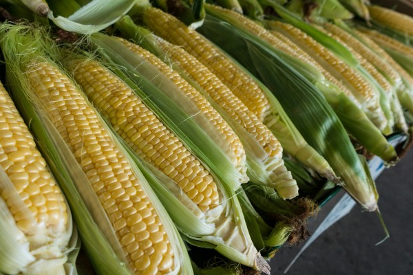 Sweet corn