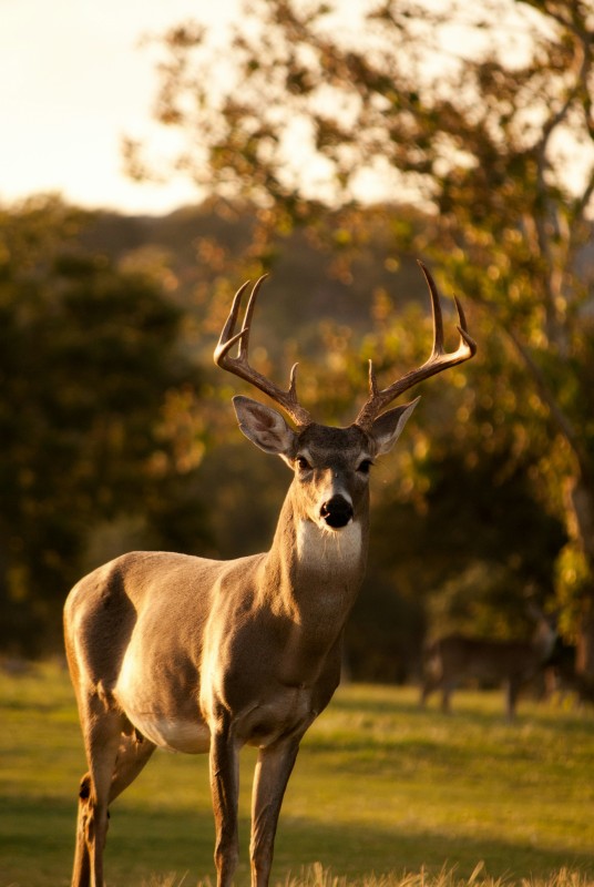 Venison