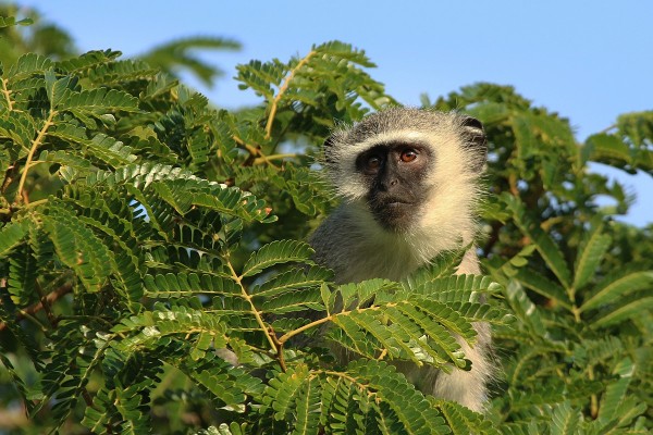 Tree mutton