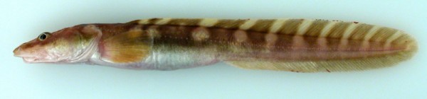 Eelpout