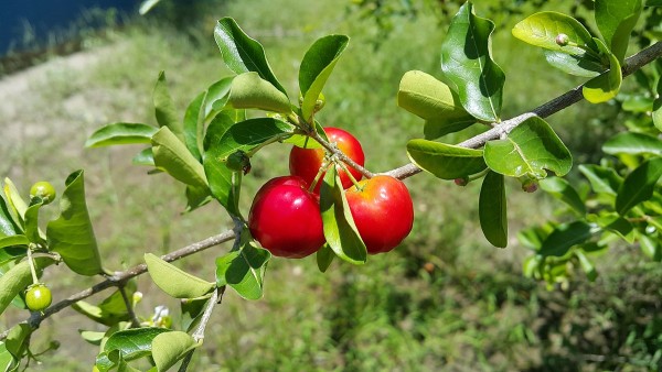 Acerola cherry