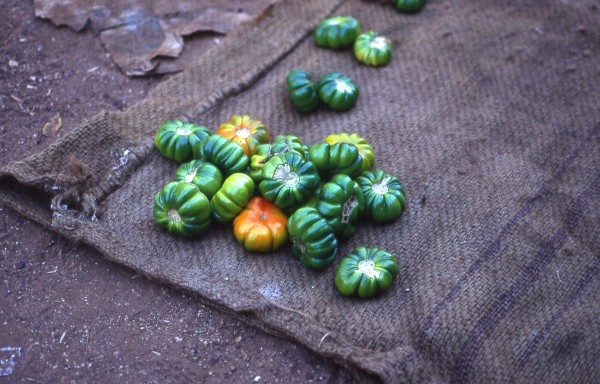 African eggplant