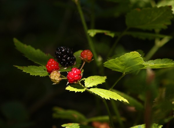 Wild berries and nuts