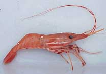 Spot prawns