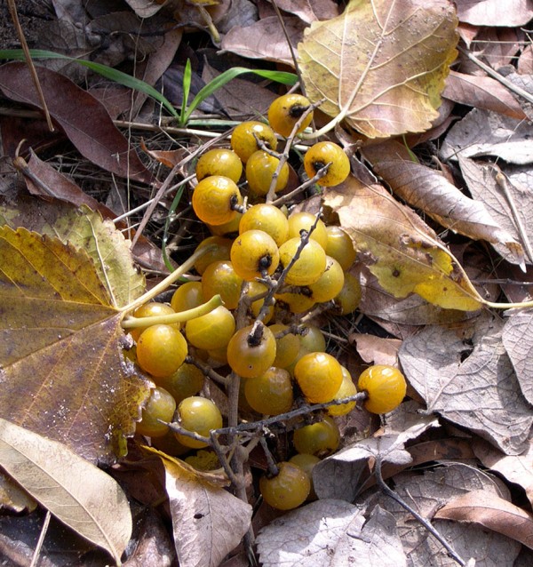 Soapberry cocktail