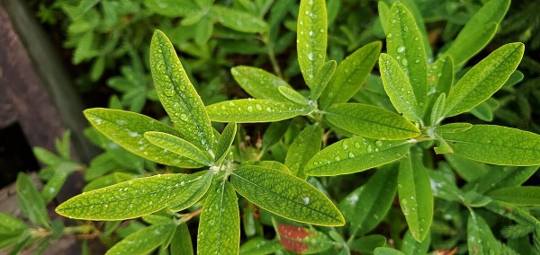 Labrador tea