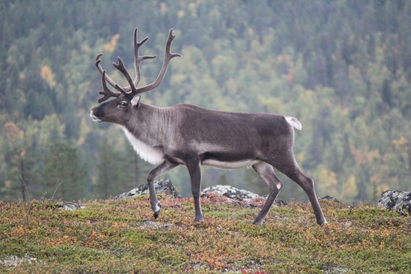 Caribou