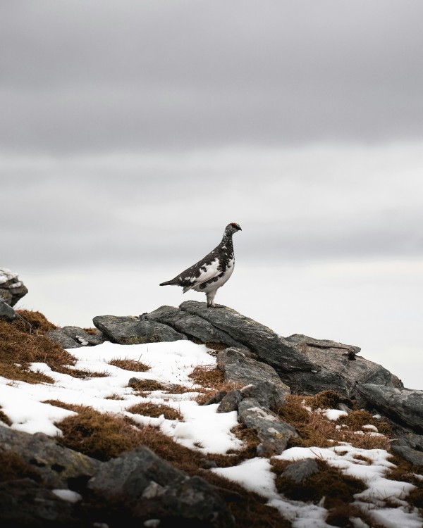 Ptarmigan