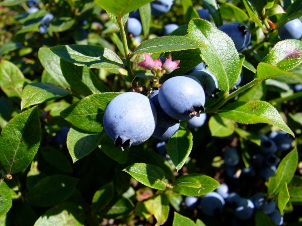 Wild blueberries