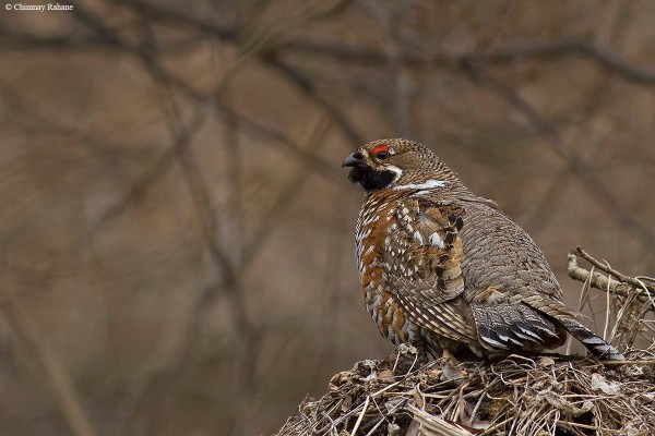 Hazel grouse