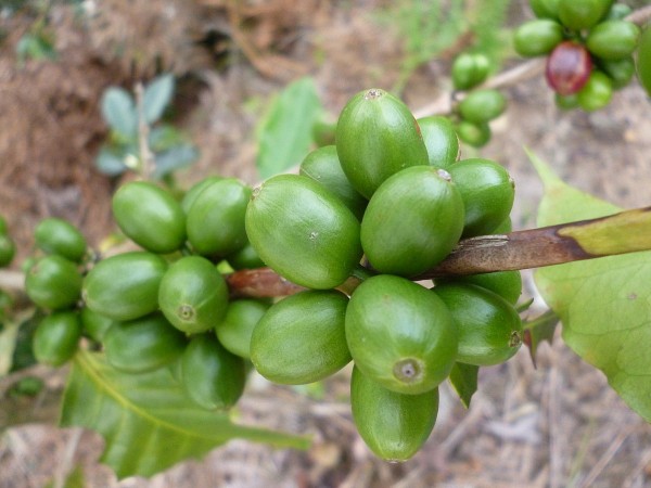 Café de Colombia