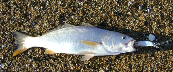 Corvina