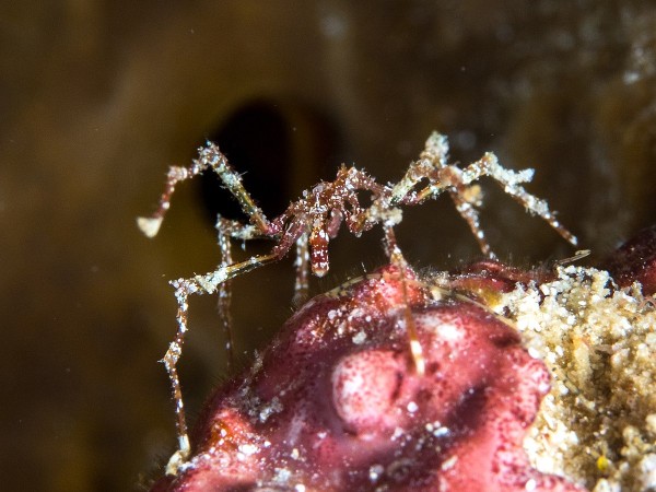 Sea spider