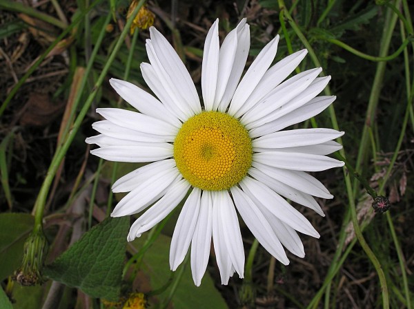 Chamomilla bohemica