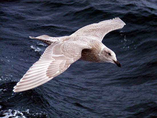 Fulmar