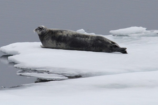 Arctic seal