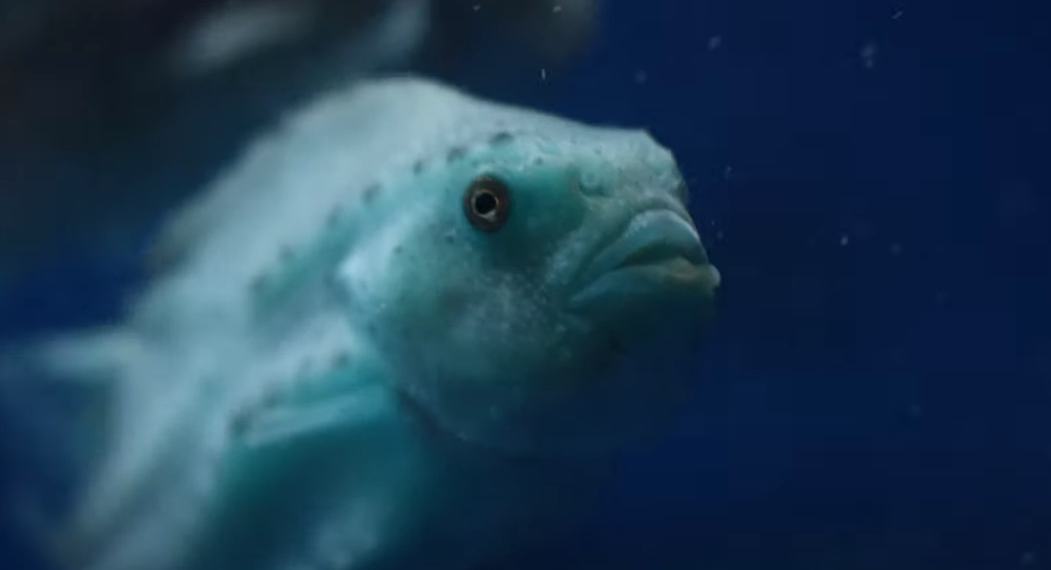 Lumpfish