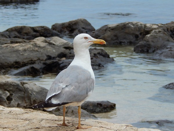 Gulls