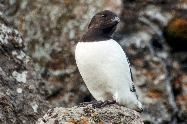 Little auk