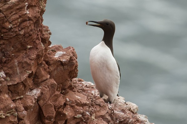 Guillemot