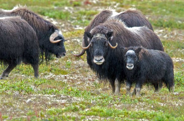 Muskox