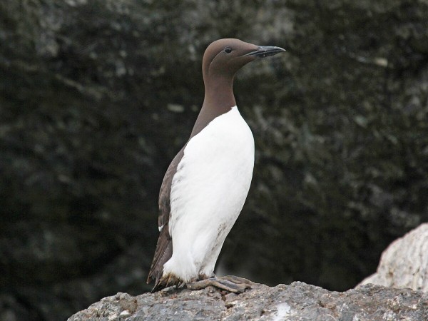 Murre