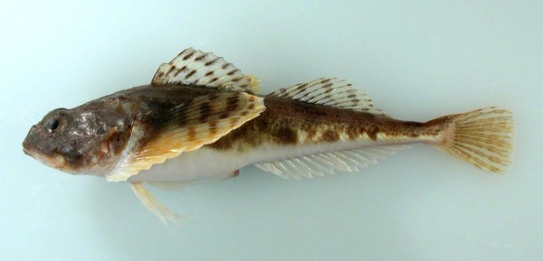 Sculpin