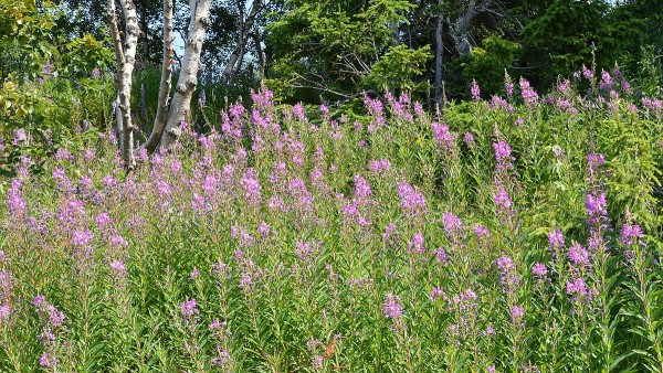 Fireweed