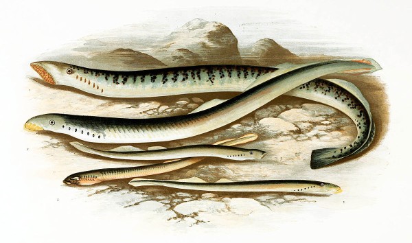 Lamprey