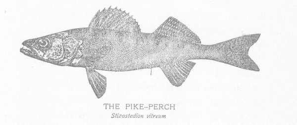 Pike