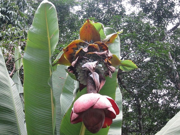 Ensete