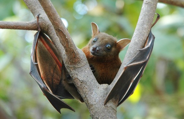 Fruit bat