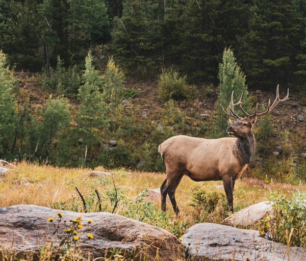 Elk