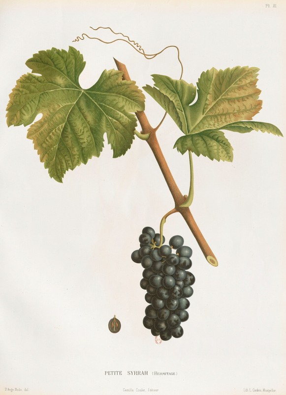 Petite Sirah