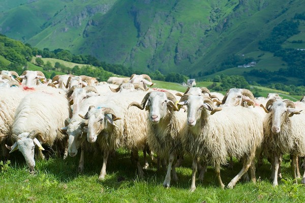 Agneau de lait des Pyrénées