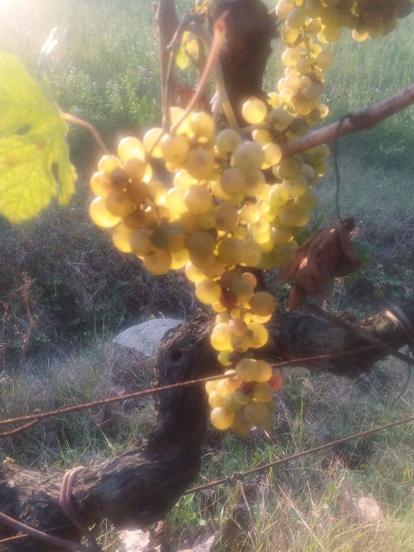 Trebbiano Toscano