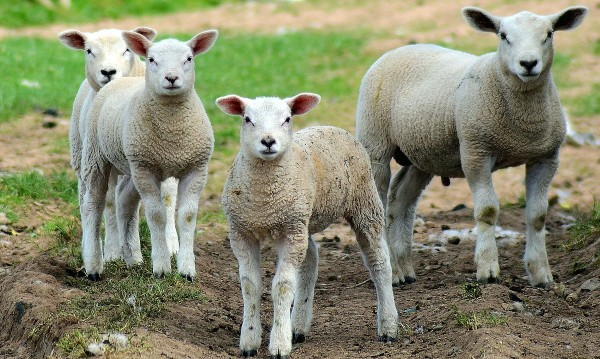 Agneau du Périgord